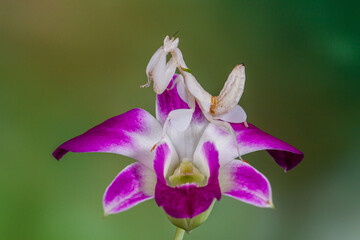 Hymenopus coronatus is a mantis from the tropical forests of Southeast Asia. It is known by various common names, including walking flower mantis, orchid-blossom mantis and (pink) orchid mantis