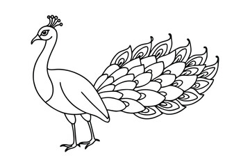 Peacock line art vector art illustration