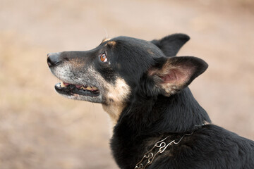 Muzzle of a black dog