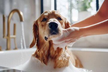 A woman cleaning her purebred golden retriever at home, focusing on bathing and grooming