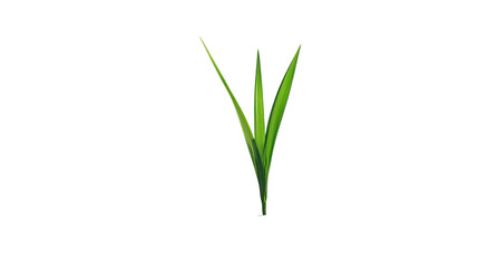A single green grass blade with slender leaves, exhibiting a vivid color and sharp edges.