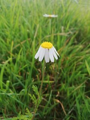 Uma pequena flor triste