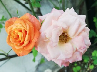 Duas rosas muito diferentes