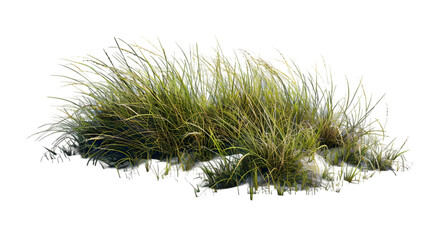 grass images png