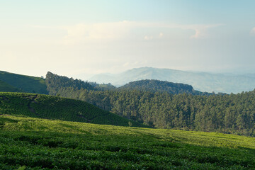 Green Horizons Over Rolling Tea Hills