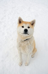 Akita inu dog sitting on snow, winter nature background. portrait of cute red Japanese dog, looking in camera, outdoor in winter day. happy pet life, care of domestic animal concept. top view