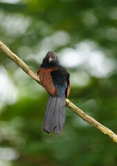 greater coucal