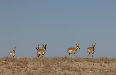 Pronghorn Antelope in the Utah Desert in Autumn