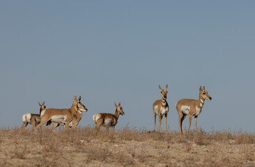 Pronghorn Antelope in the Utah Desert in Autumn