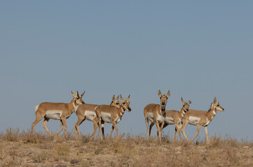 Pronghorn Antelope in the Utah Desert in Autumn