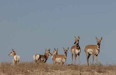 Pronghorn Antelope in the Utah Desert in Autumn