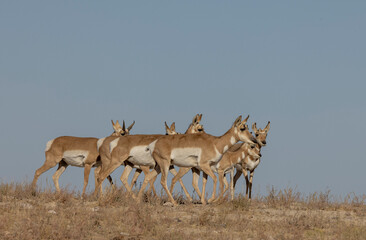 Pronghorn Antelope in the Utah Desert in Autumn