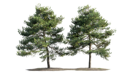 pine trees png