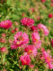 Obraz premium Floral background. Summer.