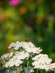 Floral background. Summer.