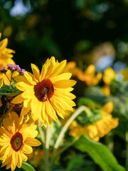 Sunflowers in the garden. Summertime background. Beautiful flowers in the sun.