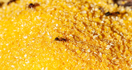 Macro picture of an ant working and getting doll flour. The ant is very diligent and gets what it wants from the carpet.