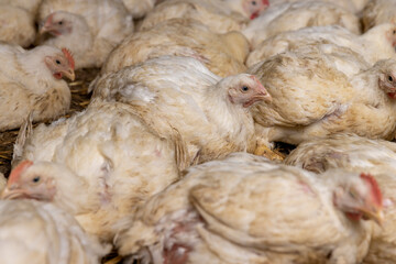 fat meat chickens in a cage-free workshop at a poultry farm in a rural area