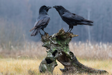 Two ravens sitting on an old stump in a meadow