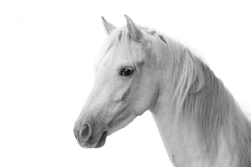 Obraz premium horse isolated on white background