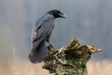 Portrait of a raven sitting on an old stump
