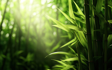 dense bamboo forest with sunlight filtering through leaves creates serene and tranquil atmosphere. vibrant green foliage enhances natural beauty of this peaceful setting