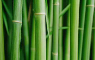 Fototapeta premium Lush green bamboo stalks create serene atmosphere, showcasing nature beauty and resilience. vibrant colors and textures invite tranquility and peace