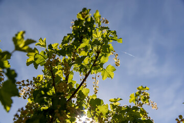 Fototapeta premium growing edible gooseberry berries in rural areas