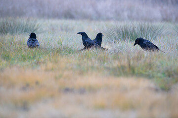 Four ravens sitting in a meadow