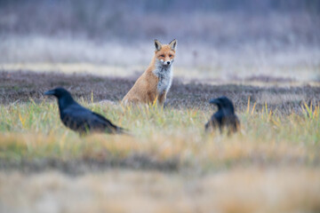 A fox sitting in a meadow watching the ravens