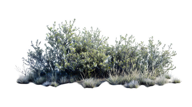 shrubbery png