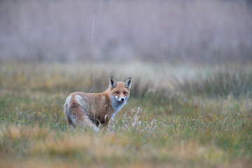 A fox in a meadow looking back