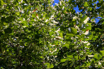a linden tree with fruits in the autumn season