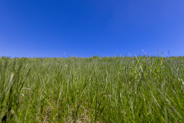 spring green grass against a blue sky in sunny weather
