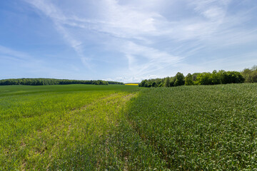 a large amount of green wheat that grows actively in spring