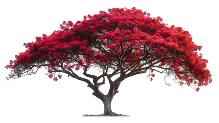 red tree png
