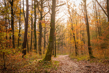 Obraz premium Paysages et natures morte en automne dans la foret 