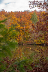 Paysages et natures morte en automne dans la foret 