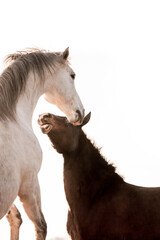 horses in morning winter light pretty playing 