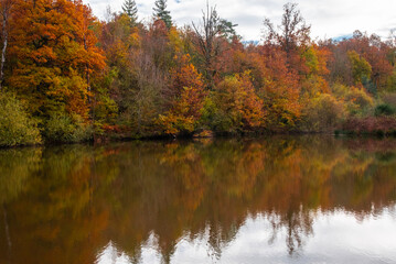 Paysages et natures morte en automne dans la foret 