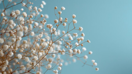 Fototapeta premium Gypsophila delicate romantic dry little white flowers on light background