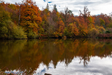Obraz premium Paysages et natures morte en automne dans la foret 