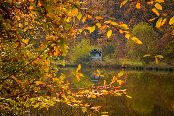 Paysages et natures morte en automne dans la foret 
