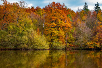 Obraz premium Paysages et natures morte en automne dans la foret 