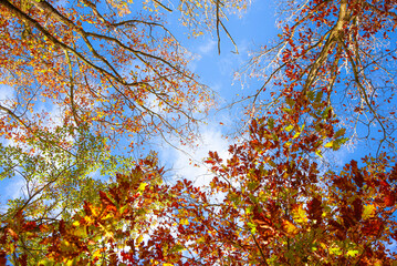 Paysages et natures morte en automne avec des rayons de soleil 