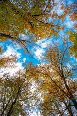 Fototapeta premium Paysages et natures morte en automne avec des rayons de soleil 