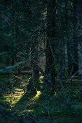 Paysages et natures morte en automne avec des rayons de soleil 