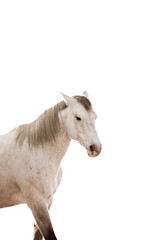 beautiful horse equine during sunrise very pretty together unique isolated white copy space