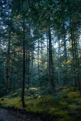 Obraz premium Paysages et natures morte en automne avec des rayons de soleil 