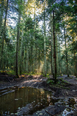 Fototapeta premium Nature et paysages en foret pendant l'automne 